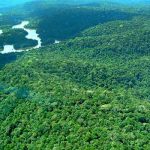 Wirtschaftsexperten errechnen Wert des Amazonas-Regenwaldes