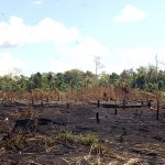 „Schwarze Erde“ Amazoniens soll Landwirtschaft verbessern und Kahlschläge verhindern
