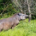 Größter Pflanzenfresser Südamerikas leistet Forstarbeit auf abgebrannten Waldflächen