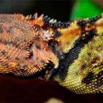 Forscher entdecken 300 neue Tier- und Pflanzenarten im Amazonas-Regenwald Brasiliens