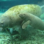 Rekord mit Freilassung von Amazonas-Manatis