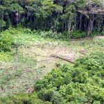 Kahlschläge erhöhen Temperatur Amazoniens