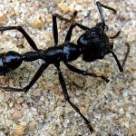 “LabVerde“ im Amazonas-Regenwald: Künstlerin entdeckt Musik der Ameisen