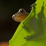 Amazonien: Forscher entdecken Fledermausfrosch und Ameisenspinne