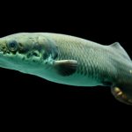 Riesenfisch Pirarucu sorgt für internationale Prämie und Regenwaldschutz