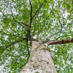 Amazonas-Regenwald produziert jährlich acht Tonnen Blätterfall