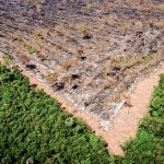 Freihandelsabkommen zwischen EU und Mercosur: Fluch oder Segen für Amazonas-Regenwald?