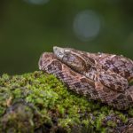 Auf Bäumen lebende Jararaca-Vipern stellen Forscher vor Rätsel
