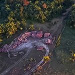 Amazonas-Regenwald benötigt sieben Jahren, um sich von Brand zu erholen
