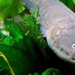 Zitteraal mit 860 Volt in Amazonas-Regenwald entdeckt