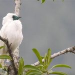 Amazonas-Araponga erreicht mit seinem Ruf Weltrekord