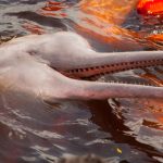 Amazoniens Flussdelfine mit Quecksilber belastet