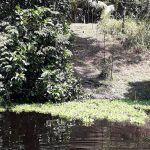 Amazonas-Regenwald: Forscher entdecken mehrere Jahrhunderte alte, künstlich angelegte Inseln