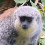 Forscher entdecken im Amazonas-Regenwald Affen mit weißem Bart