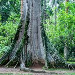 Neue Expedition zu Urwald-Giganten Amazoniens geplant