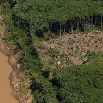 Wissenschaftler gründen Painel – Mit nachhaltiger Ökonomie Regenwald schützen