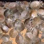 Millionen Süßwasserschildkröten schlüpfen am Ufer des Rio Guaporé