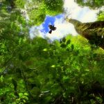 Forscher entdecken weitere Baum-Giganten im Amazonas-Regenwald