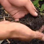 Die ersten Bauern im Amazonasgebiet