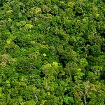 Acht Unternehmen adoptieren Naturschutzgebiete Amazoniens