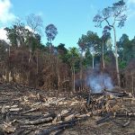 Regenwaldzerstörung nimmt weiter zu – Experten fordern automatische Ahndung