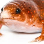 Forscher entdecken im Regenwald „Zombie-Frösche“