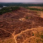 Amazonas-Institut Imazon schlägt Alarm: Pro Stunde werden 1,2 Quadratkilometer Regenwald abgeholzt