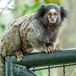 Kleine Sagui-Affenart im Amazonas-Regenwald entdeckt
