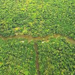 Forscher spüren weitere Baumgigangen im Amazonas-Regenwald Brasiliens auf