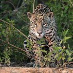 Auf der Insel der Jaguare lebt die größte Wildkatze Amerikas vom Fischfang