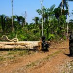 Amazonas-Regenwald verliert 794 Millionen Bäume in nur zwölf Monaten
