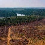 Amazonas-Forschungsinstitut Imazon schlägt Alarm: Kahlschläge erreichen neues Hoch
