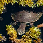 Biologe entdeckt neue Schildkrötenart, die Sommerschlaf hält