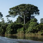 84 Prozent der Bäume und Palmen Amazoniens haben Potential als Nutzpflanzen