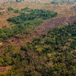 Studie zeigt: Dreiviertel des Amazonas-Regenwaldes verliert seine Regenerationsfähigkeit