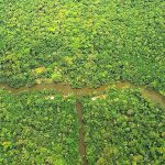 Forscher entdecken ungewohnte Artenvielfalt von Insekten in Baumkronen des Amazonas-Regenwaldes