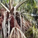 Schülerin entwickelt Plastik aus Palmenfrucht Amazoniens