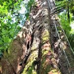 Nach mehreren Versuchen erreicht Expedition erstmals höchsten Baumriesen Amazoniens