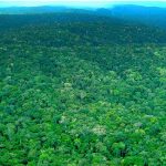 Amazonas-Regenwald als Quelle biotechnologischer Innovationen
