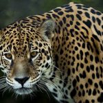 In keiner anderen Region der Erde leben so viele Jaguare wie im Amazonas-Regenwald
