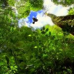 Schutz des Amazonas-Regenwaldes: Großbritannien verspricht Beitrag zum Amazonienfonds