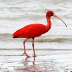 Die beeindruckendsten Vögel im Amazonasgebiet
